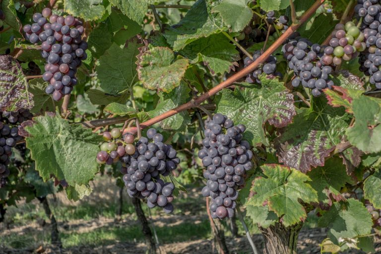 Caporalato in provincia di Siena per la vendemmia: scoperti 16 lavoratori in nero e 4 senza permesso di soggiorno