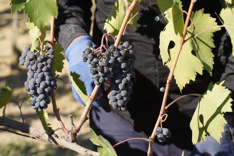 La vendemmia del Brunello di Montalcino inizia ad ottobre, non succedeva da anni. Buone aspettative per qualità e quantità