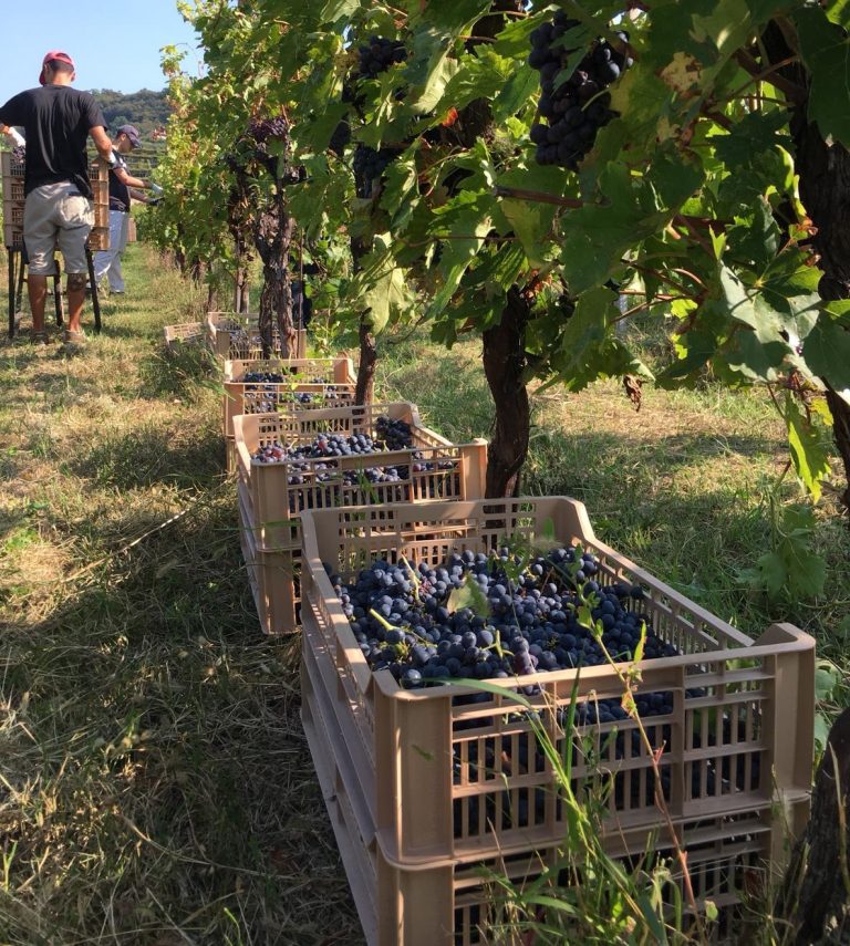 Nel vicentino vendemmia alla fine: qualità e quantità stabili