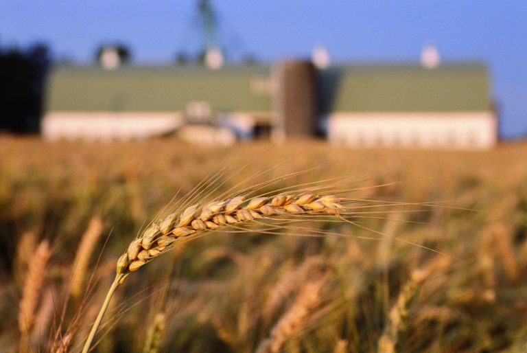 Grano duro. Compag: importazioni da Russia e Turchia portano valori a -15%. Finanziamento Tea è passo in avanti