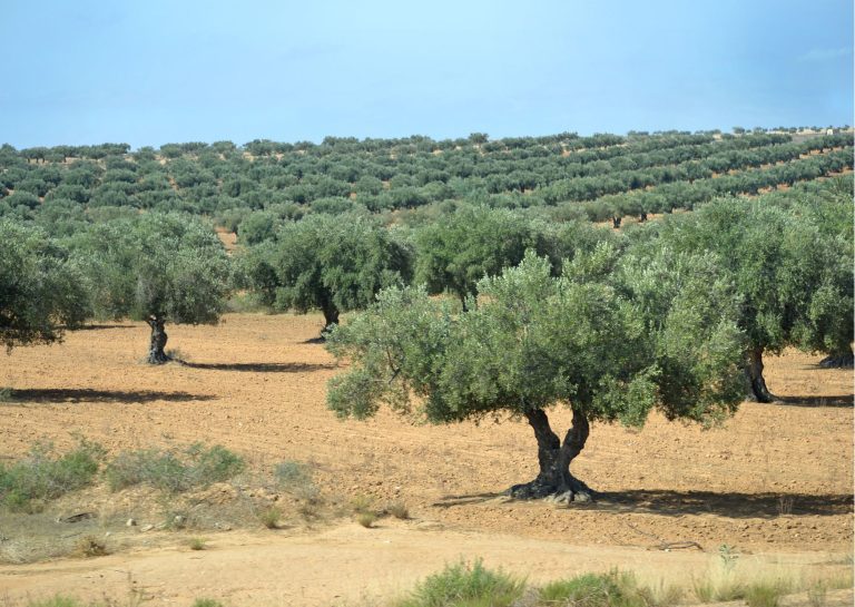 Olio d’oliva. Export Italia vale oltre 2 mld euro, torna in positivo bilancia commerciale. Volumi (+5,4%) e valori (+59%) in crescita primi 8 mesi 2024