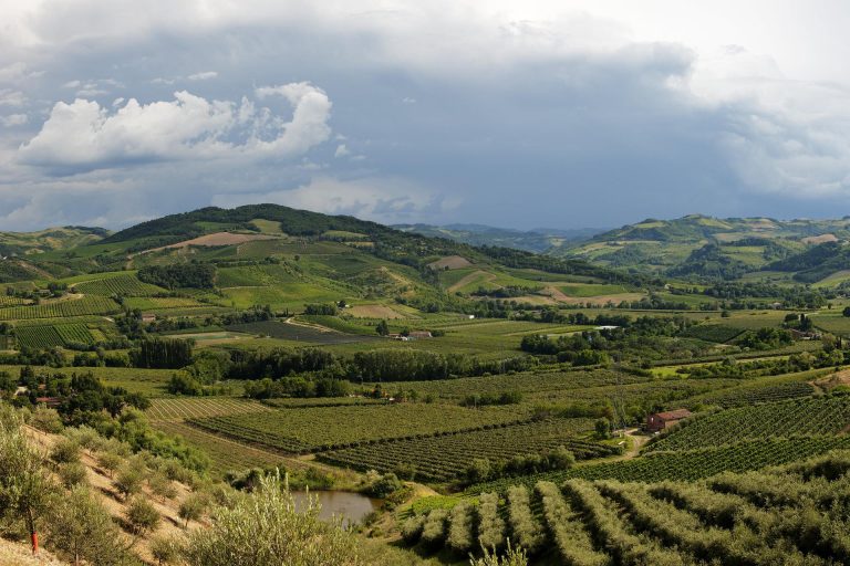 La lunga vendemmia della Romagna, per il Consorzio impegnativa ma soddisfacente