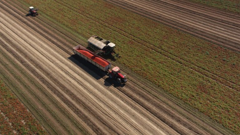 Pomodoro da industria. Chiusa campagna raccolta Nord Italia:  basse rese, alti costi produzione e solo 2,4 milioni materia prima per la trasformazione