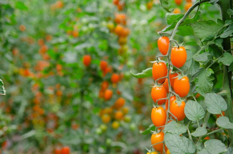 Nuova sfida sul mercato per Finagricola: dopo il pomodoro giallo, arriva il pomodoro datterino arancione dedicato ai consumatori