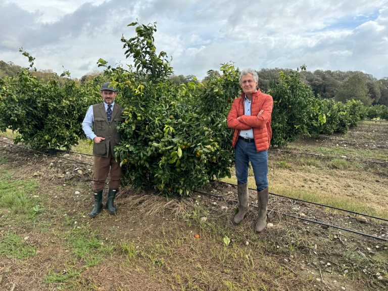 Clementine della Piana del Sele e mandarini tardivi: in Campania al via i raccolti