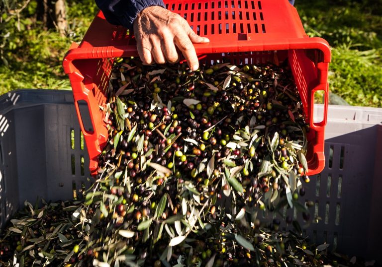 Olio d’oliva: record storico di rese (al ribasso) in Veneto con punte al 7%, ma la qualità è buona