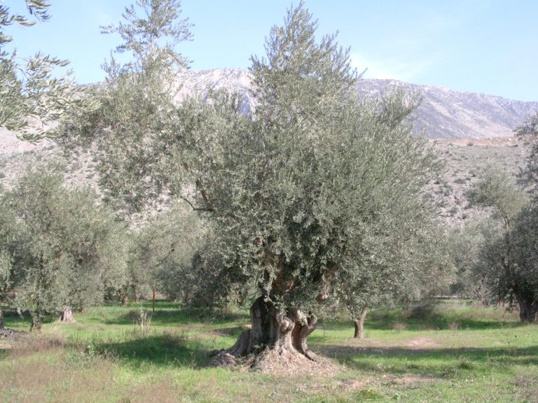 Olive da tavola: per crescere il settore guarda all’Europa