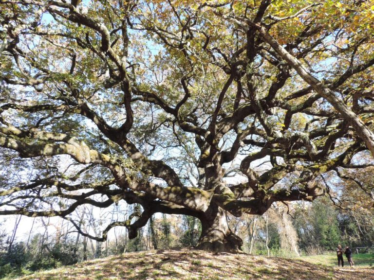 Pubblicato l’Elenco 2024 degli Alberi Monumentali d’Italia: 404 nuovi ingressi e 4.655 esemplari tutelati