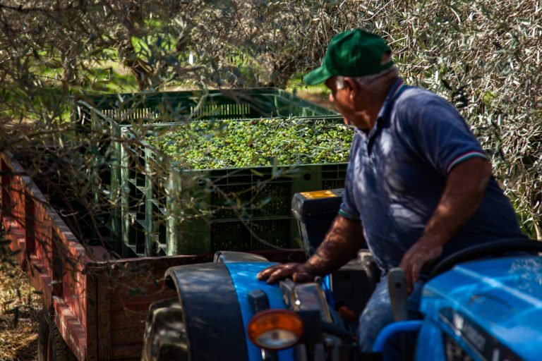 Olio extra vergine d’oliva, Unapol denuncia frodi: ‘Prezzi in calo a Bari per attività illecite’