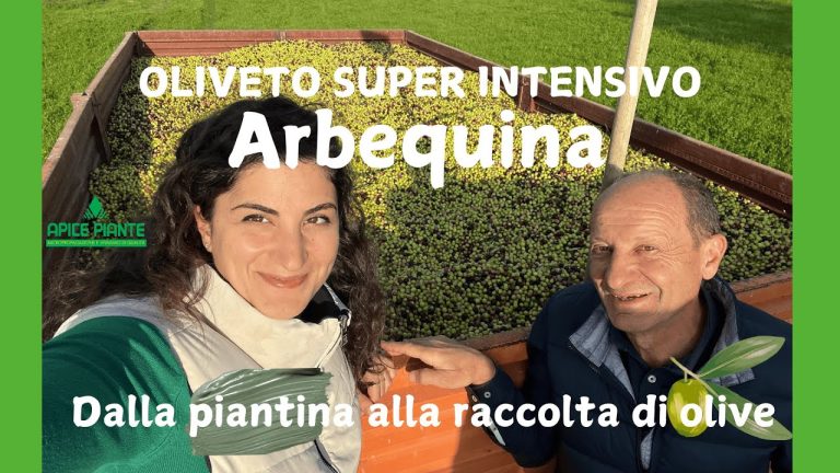 Olivo Arbequina: dalla pianta alla raccolta olive in un impianto super intensivo nelle Marche