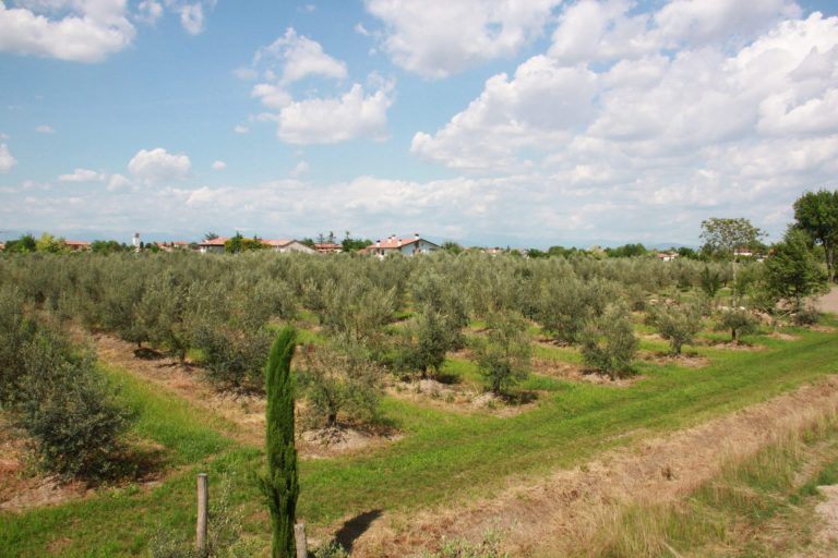 In Friuli -50% di olive raccolte nel 2024