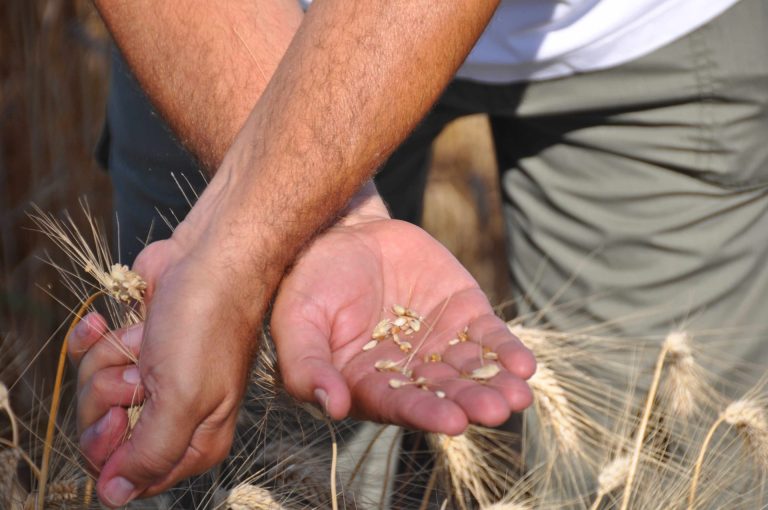 Terr€trade, da Terremerse uno strumento innovativo per i cereali