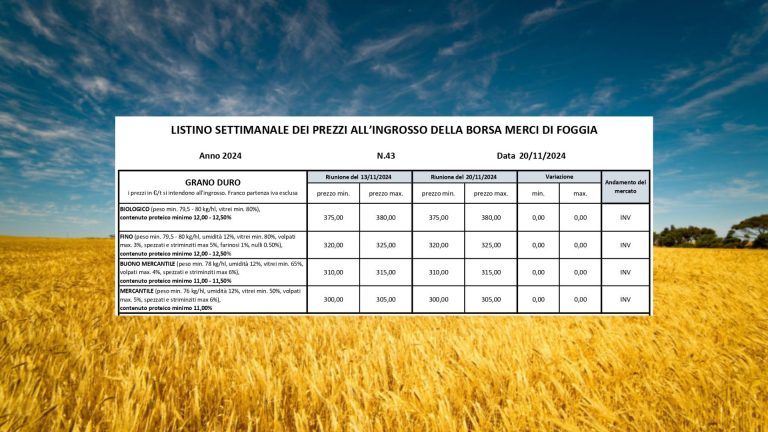 Grano duro: quotazioni stabili (20 novembre) a Foggia. Il Fino resta a 320-325 euro a tonnellata