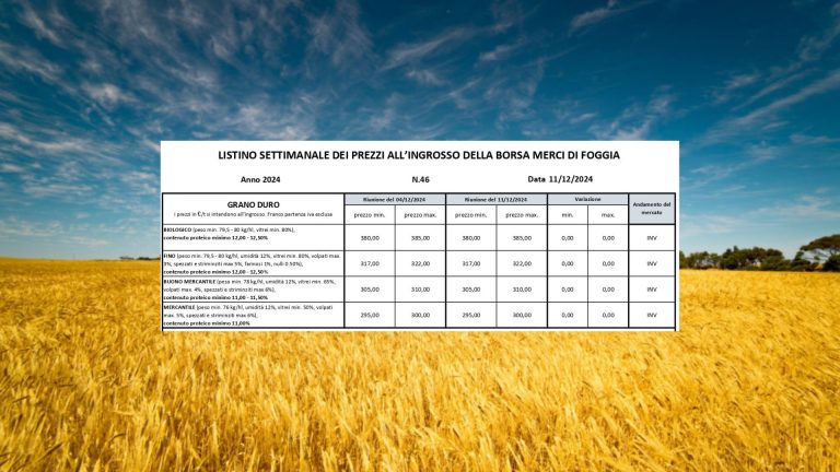 Grano duro: stabile quotazione del Fino (11 dicembre) a Foggia. Vale 317-322 euro/t, – 193 euro rispetto a 2 anni fa