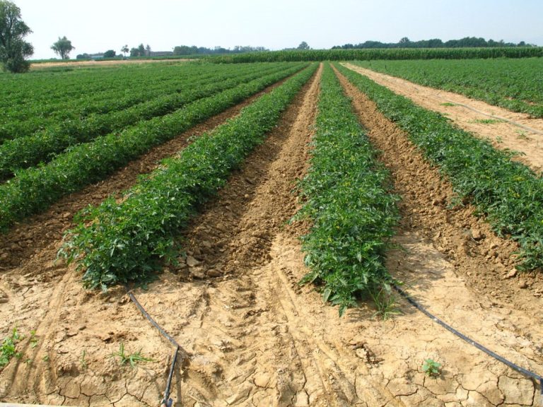 L’OI Pomodoro da Industria Nord Italia lancia il progetto Tomato Water