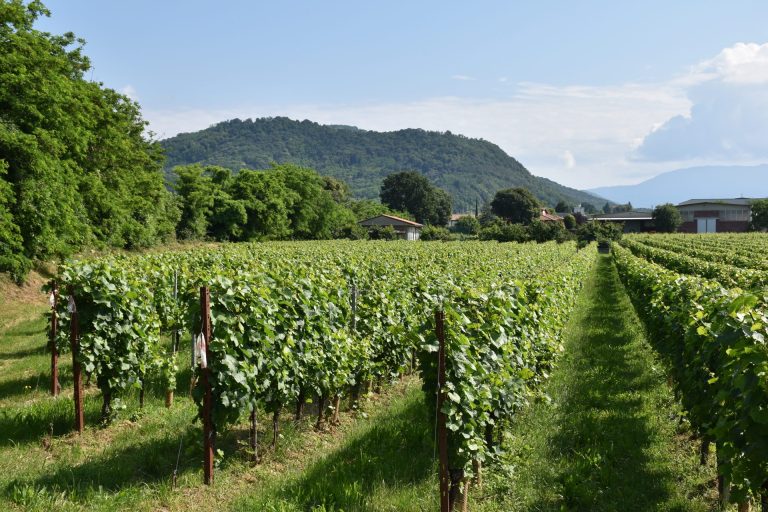 Winegraft lancia i portainnesti M nel vigneto e punta sulla qualità