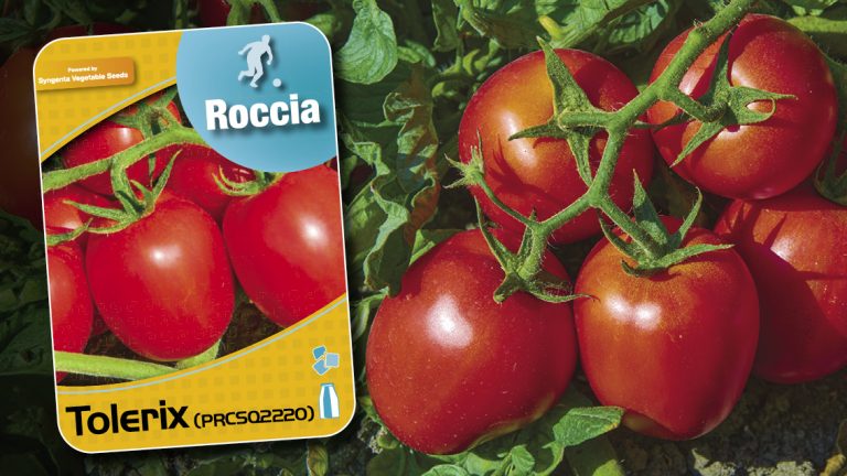 Syngenta Vegetable Seeds completa la formazione dei Tomato All Star con Tolerix