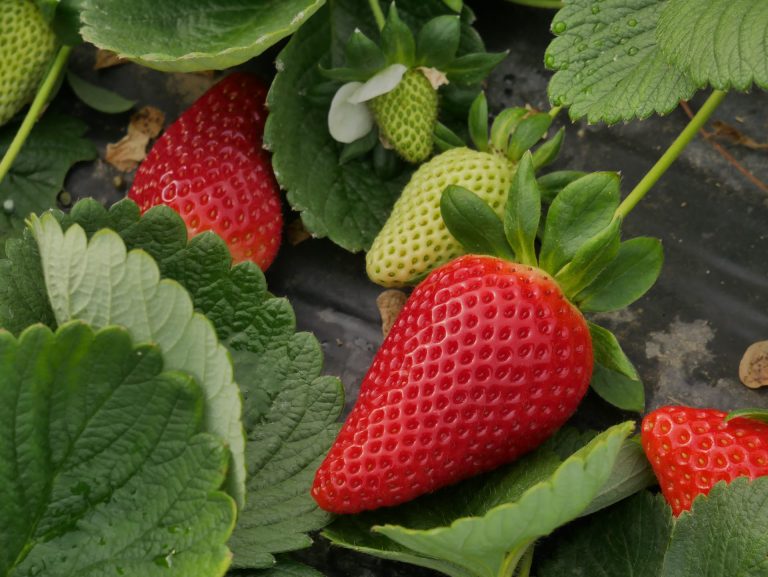 Fragola, raccolta in corso nel Mediterraneo. In crescita (+15%) le varietà di Nova Siri Genetics: 150 mln piante prodotte, il 39% in Spagna