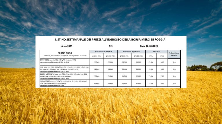 Grano duro, valori in aumento (+5 euro) per il grano duro a Borsa Merci Foggia (22 gennaio). Il Fino vale 325-330 euro a tonnellata