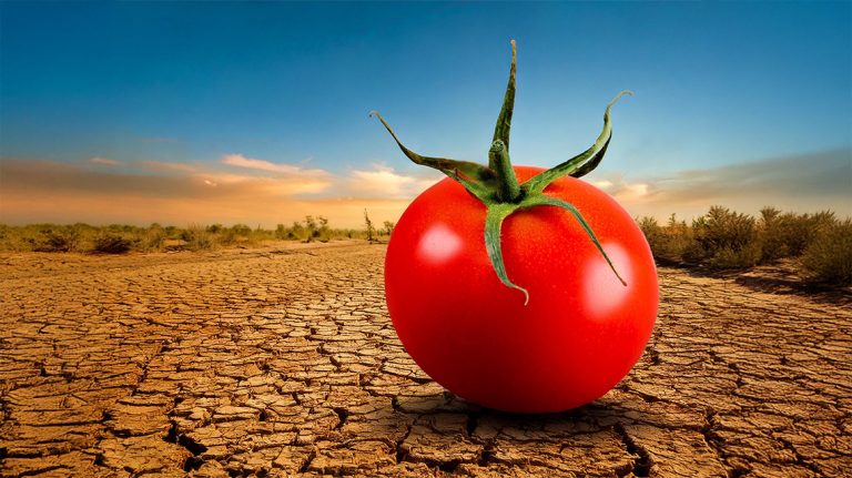 Agroalimentare. ENEA studia pomodori più resistenti al cambiamento climatico