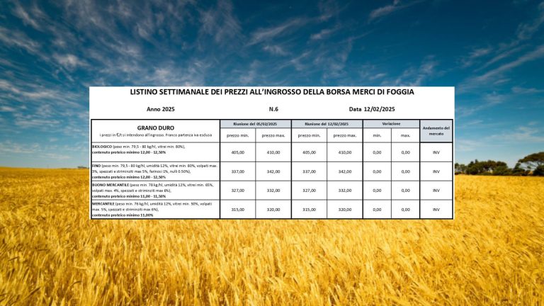 Grano duro, quotazioni stabili a Borsa Merci Foggia (12 febbraio): il Fino resta a 337-342 euro/t