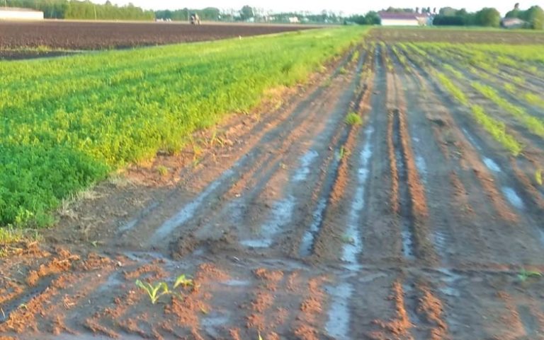 Peste suina. Confagricoltura Veneto alla Regione: Confronto sul controllo dei cinghiali