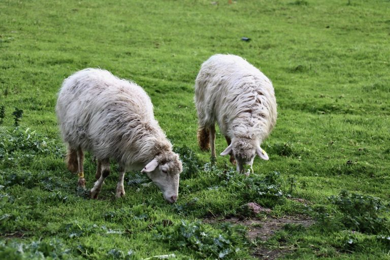 Pecore a fine carriera e carne di qualità. I risultati del progetto VALPESA al centro di un convegno