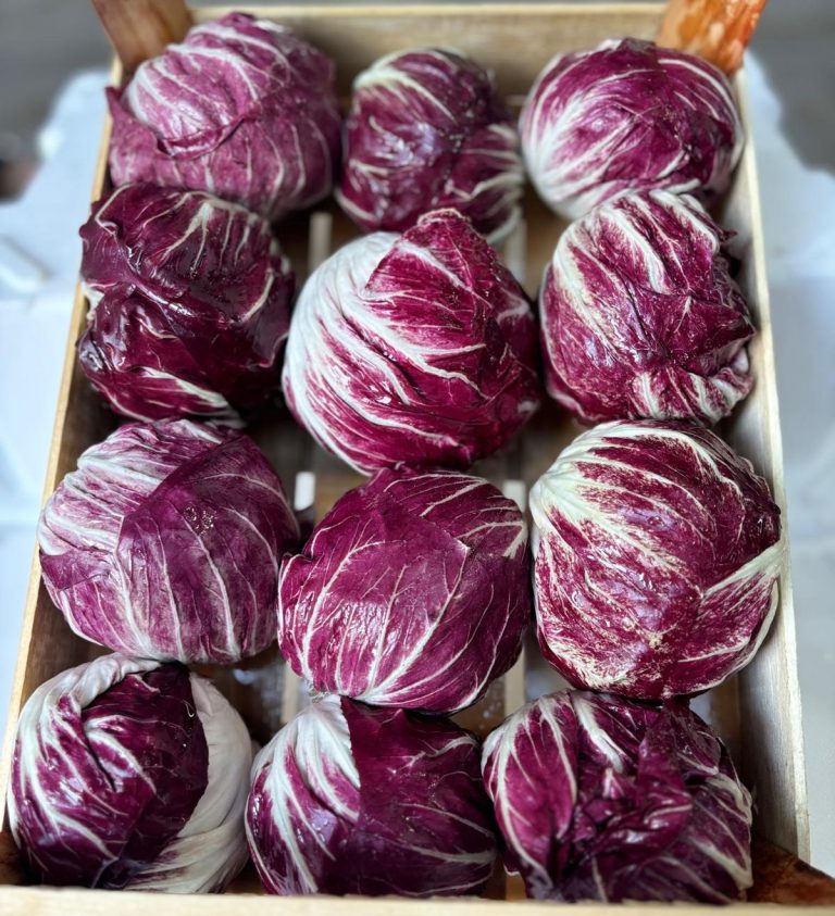 Radicchio. Nel veronese prezzi buoni ma produzione bassa: -20% per i radicchi a maturazione media e -50% per le altre varietà