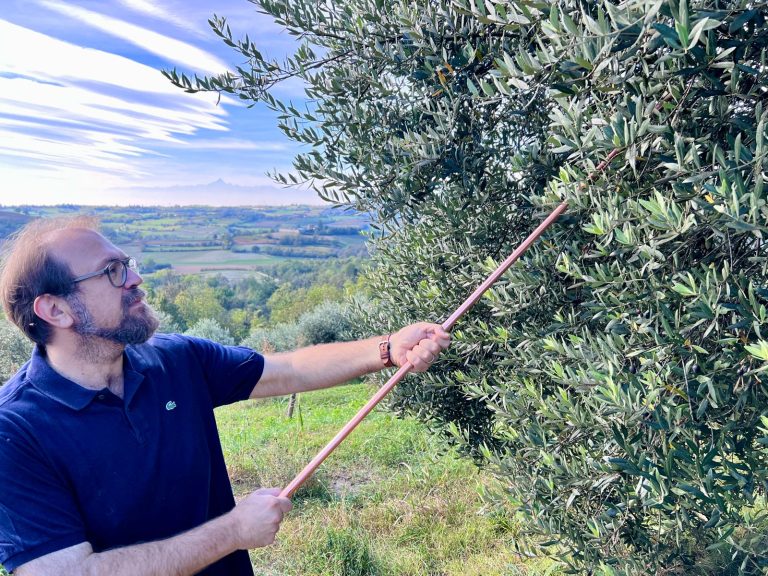 Olio extravergine d’oliva: produttori del Piemonte vogliono riconoscimento Igp. Nel 2024 prodotti 500 quintali in 400 ettari ad oliveto