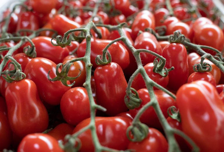 Filiera del pomodoro protagonista a Macfrut:  Red Planet (Pianeta Rosso). A Rimini dal 6 all’8 maggio