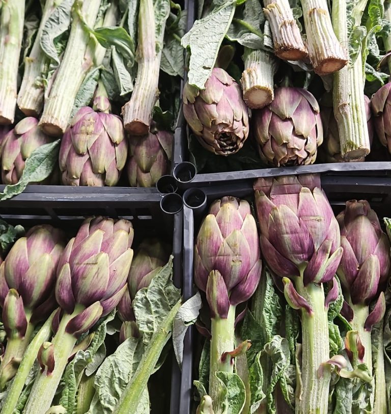 La Borsa della Spesa. Prosegue a gonfie vele la produzione dei carciofi, con prezzi in calo del 5%